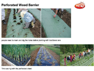 Perorated weed barrier,mulch film with hole,pe film with dots-servering line,tomato mulch film,plastic nail,fasten sheet